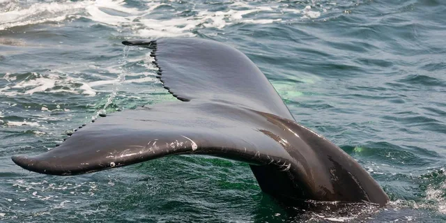 Miami Dolphin and Wildlife Watching Tour 1.5 hr - Image 4