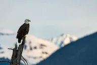 Anchorage Turnagain Arm Photography Tour 5 hr thumbnail 6