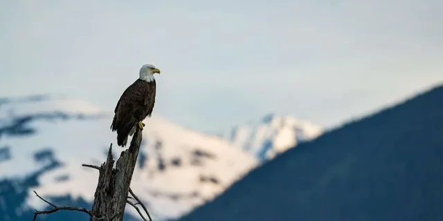 Anchorage Turnagain Arm Photography Tour 5 hr - Image 6