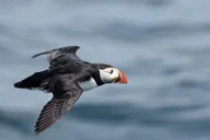 Boothbay Harbor Puffin and Wildlife Cruise 2.5 hr thumbnail 1