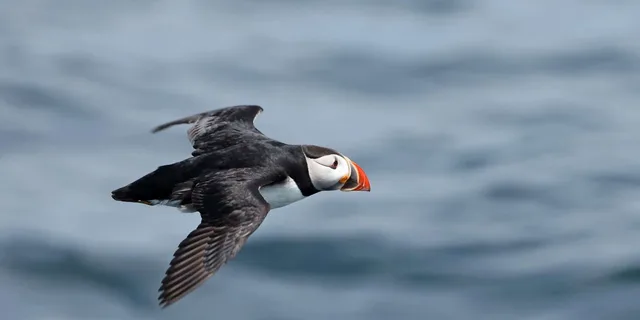 Boothbay Harbor Puffin and Wildlife Cruise 2.5 hr - Image 1