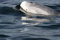 San Diego Whale Watching and Dolphin Tour thumbnail 1