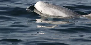 San Diego Whale Watching and Dolphin Tour