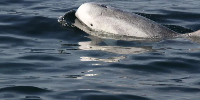 San Diego Whale Watching and Dolphin Tour - Image 1