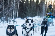 Fairbanks Dog Sledding on the Yukon Quest Trail thumbnail 2
