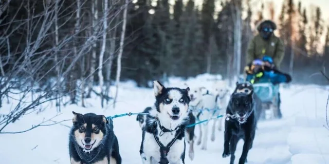 Fairbanks Dog Sledding on the Yukon Quest Trail - Image 2