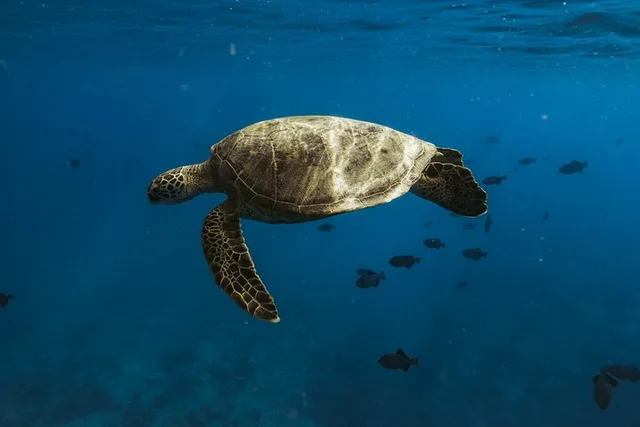 Oahu Turtle Snorkel Tour - Image 1