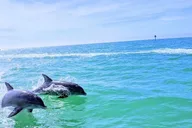 Tierra Verde Dolphin Cruise and Snorkeling Adventure thumbnail 5