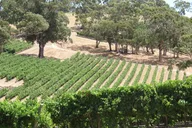Amador County Private Wine Tour thumbnail 3
