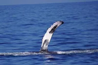 Kona Whale Watching Tour Midday 2 hr thumbnail 6