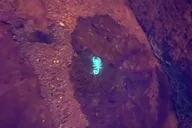 Bisbee Fluorescent Rockhounding Tour 1 hr thumbnail 6