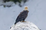 Yellowstone Winter Wildlife and Snowshoe Tour thumbnail 2