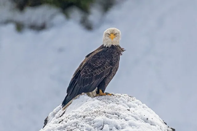 Yellowstone Winter Wildlife and Snowshoe Tour - Image 2