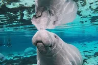 Silver Springs Manatee Kayak Tour 90 Min thumbnail 4