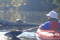 Amelia Island Kayak Rental Experience thumbnail 4