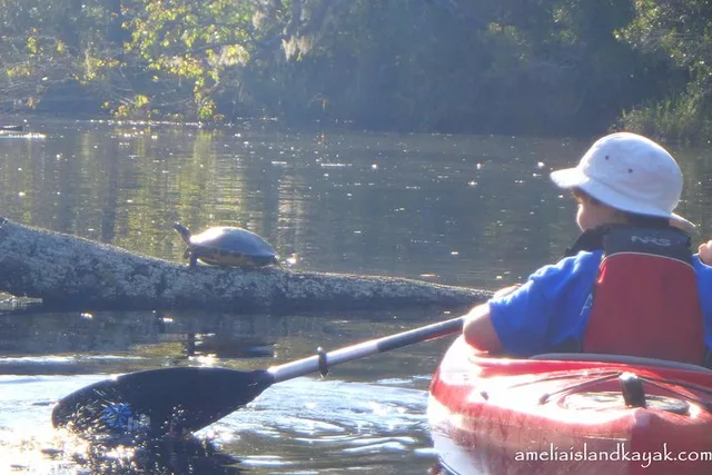 Amelia Island Kayak Rental Experience - Image 4