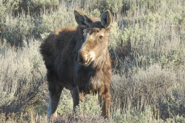 Jackson Hole Sunrise Tour in Grand Teton National Park - Image 2