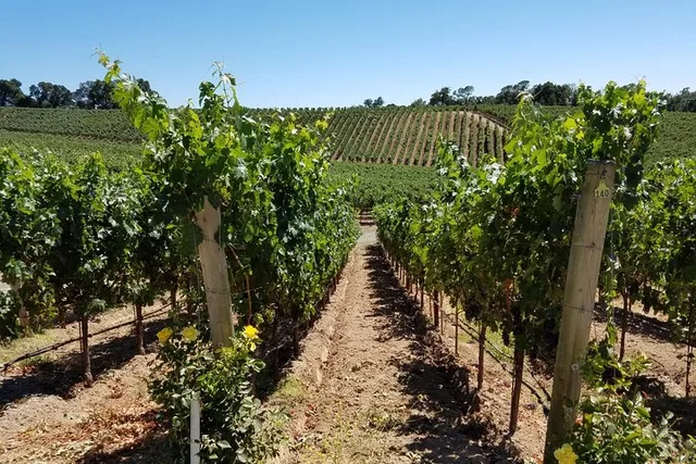 Napa Valley Wine Vineyard Tour - Image 5