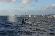 Waikiki Whale Watching Tour at Sunset thumbnail 4