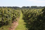 Niagara Wine Trail Private Wine Tour thumbnail 4