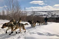 Fairbanks Dog Sledding Adventure Overnight thumbnail 2
