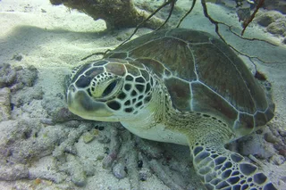 Key Largo Snorkeling Tour