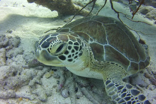Key Largo Snorkeling Tour - Image 1
