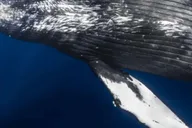 Waikoloa Whale Watching Tour thumbnail 1