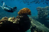 Lahaina Snorkel and Sail to Lāna'i Coast 5 hr thumbnail 1