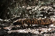 Sonoran Desert Reptile Hunting Tour 4 hr thumbnail 5