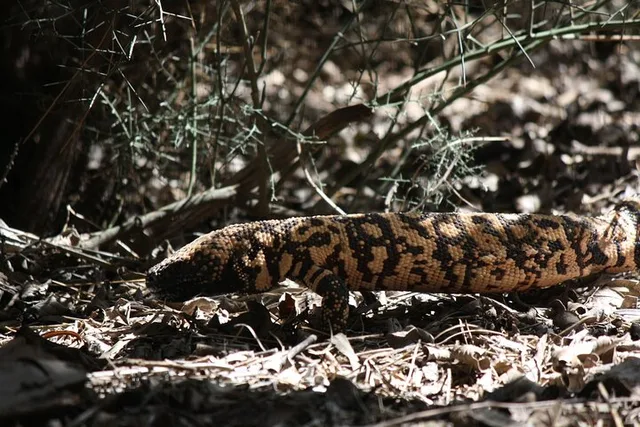 Sonoran Desert Reptile Hunting Tour 4 hr - Image 5
