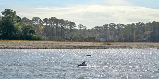 Hilton Head Boat and Kayak Adventure - Image 2