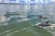 Hilton Head Dolphin Tour at Sunset thumbnail 3