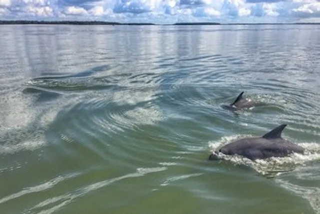 Hilton Head Dolphin Tour at Sunset - Image 3