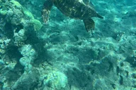 Lahaina Snorkeling Tour at Olowalu Reef thumbnail 3