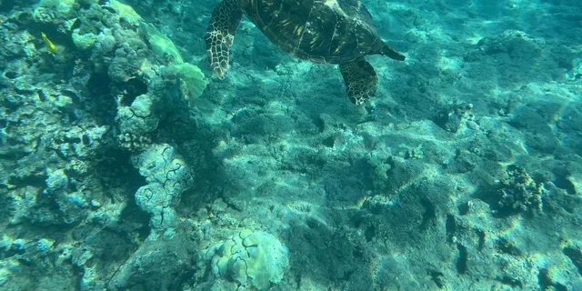 Lahaina Snorkeling Tour at Olowalu Reef - Image 3