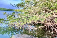 Miami Paddleboard or Kayak Tour in Manatee Season thumbnail 6