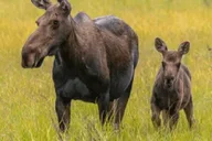 Jackson Yellowstone and Grand Teton Wildlife Tour 2 Days thumbnail 6