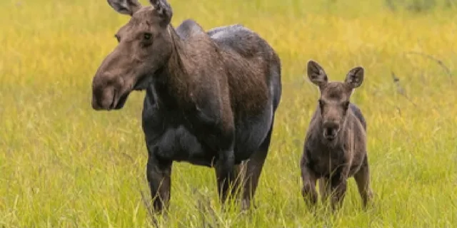 Jackson Yellowstone and Grand Teton Wildlife Tour 2 Days - Image 6