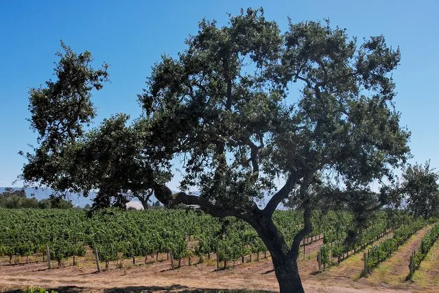 Santa Ynez Wine Tour with Picnic Lunch - Image 2