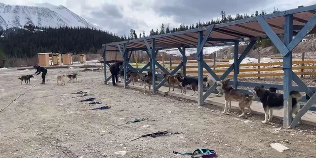 Skagway Yukon Suspension Bridge Tour 3.5 hr - Image 3