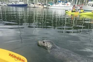 Seattle Kayak Tour to Discovery Point thumbnail 5