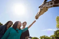 Tampa Serengeti Safari Tour 30 Min thumbnail 6