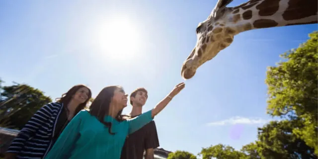 Tampa Serengeti Safari Tour 30 Min - Image 6