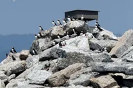Boothbay Harbor Puffin and Wildlife Cruise 2.5 hr thumbnail 3