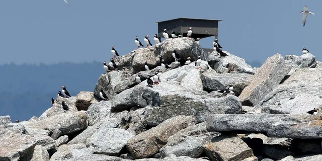 Boothbay Harbor Puffin and Wildlife Cruise 2.5 hr - Image 3