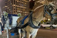 New York City Central Park Horse and Carriage Ride thumbnail 3
