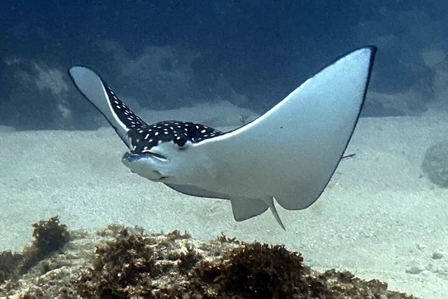 Kauai Scuba Diving for Beginners - Image 6