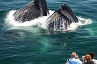 Boston Whale Watching Cruise by High-Speed Boat thumbnail 2
