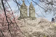 New York City Central Park Horse and Carriage Tour thumbnail 4
